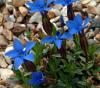 Gentiana pumila del...